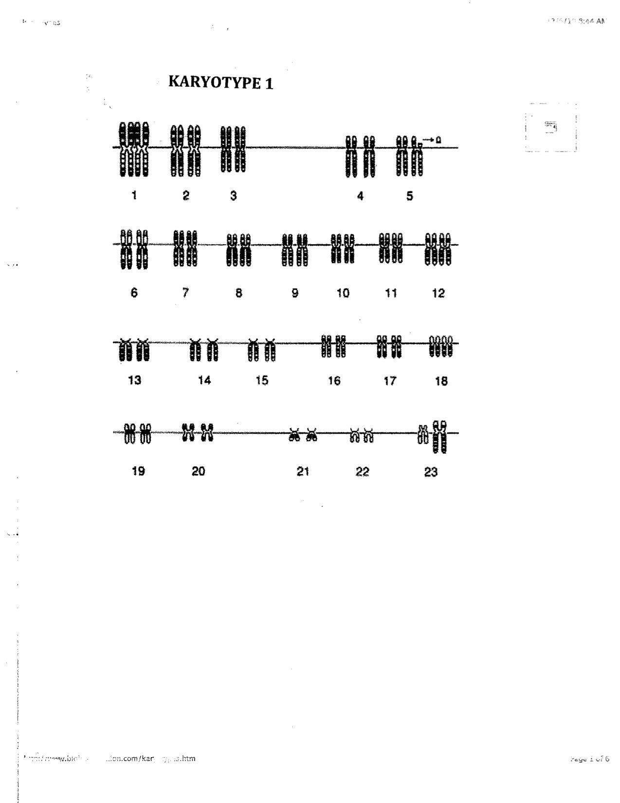 10-best-images-of-karyotype-worksheet-answers-biology-human-karyotype-lab-answer-key-biology