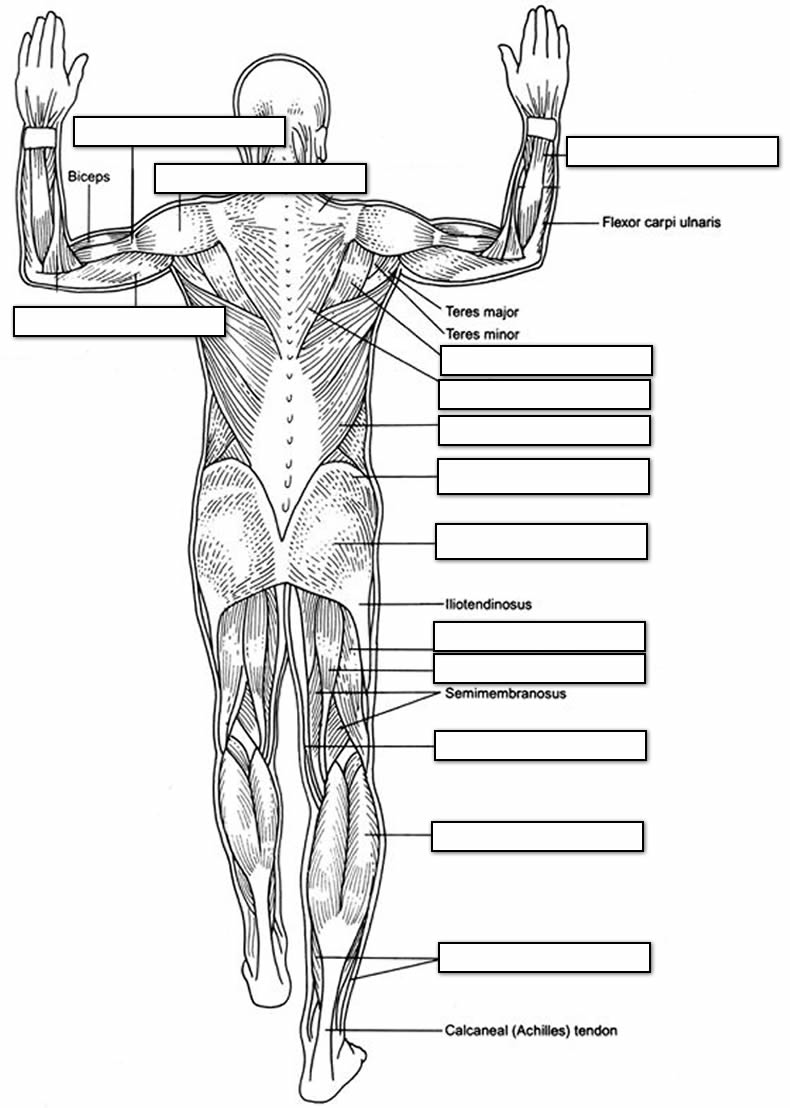Anatomy Muscle Coloring Worksheet