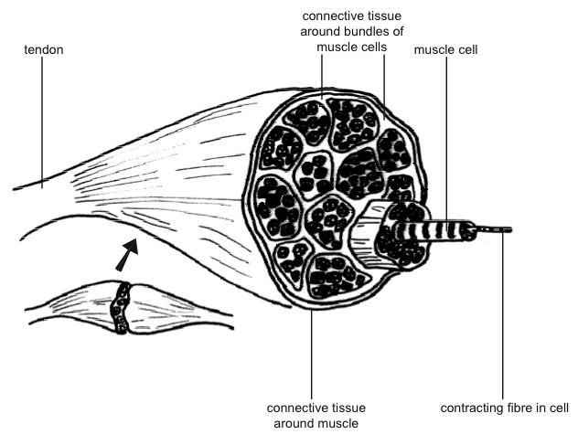 Animal Muscle Cell Diagram