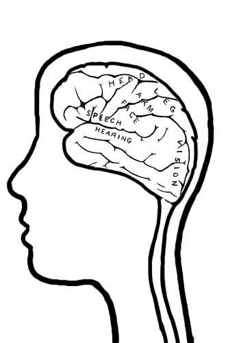 5 Best Images of Brain Lobes Worksheet - Brain Nervous ...