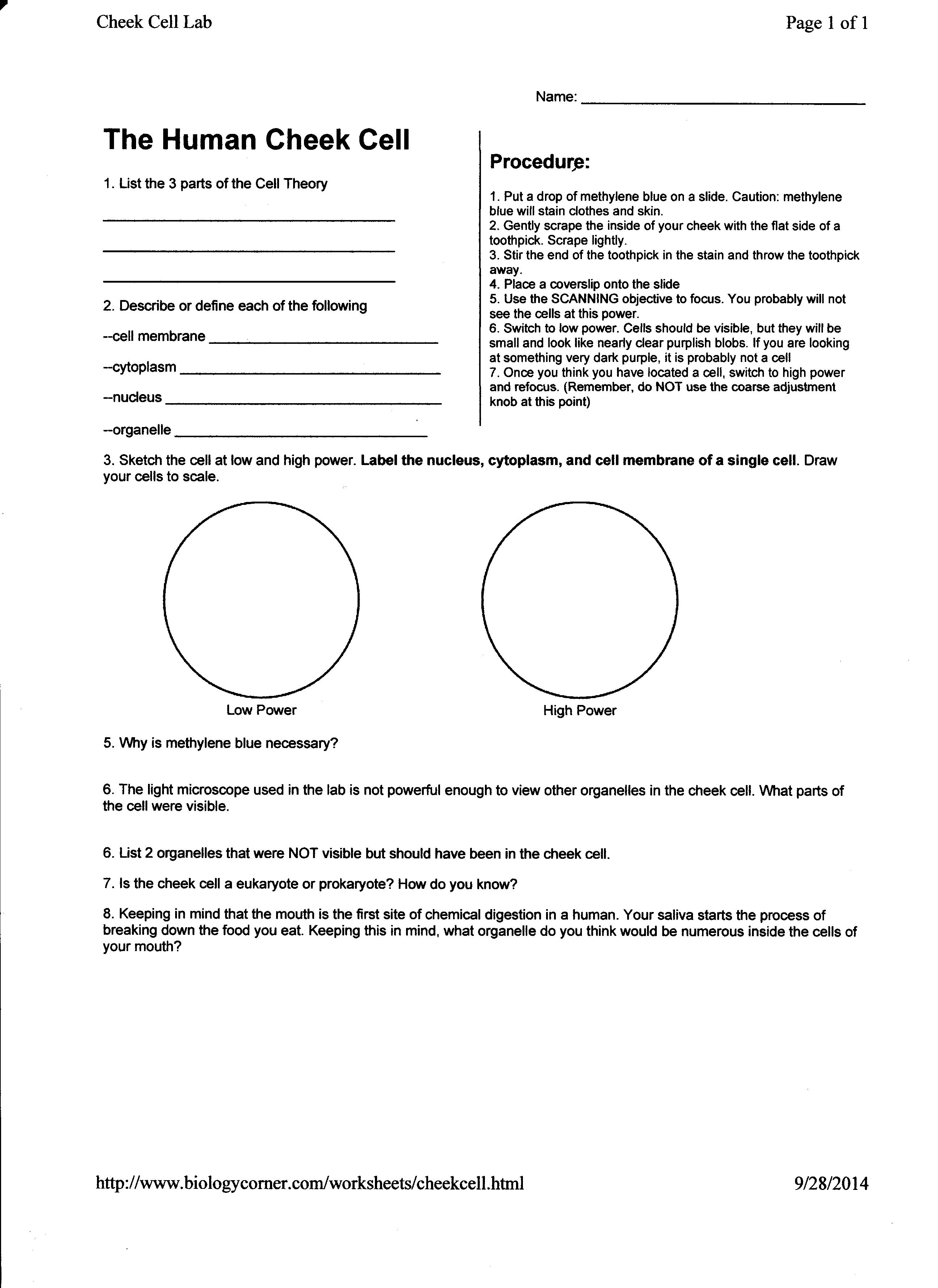 7 Best Images of Human Tissue Types Worksheet - Worksheets 5th Grade