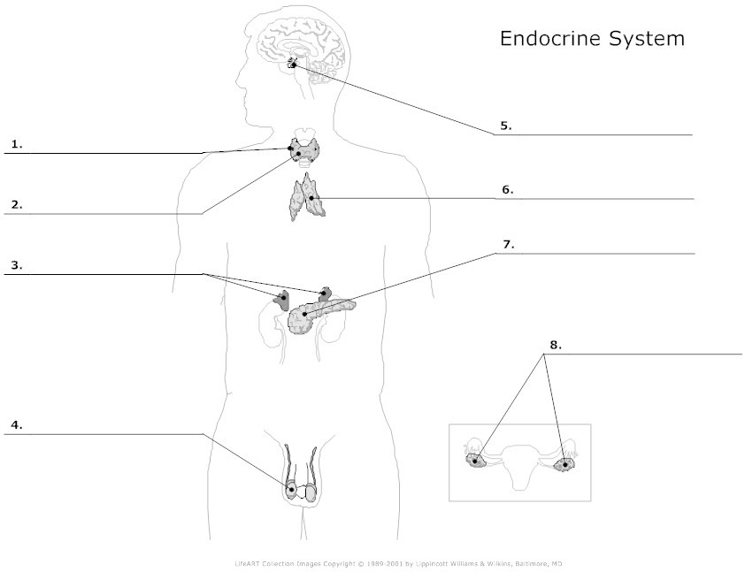 15 Best Images of Human Anatomy Physiology Worksheets - Unlabeled