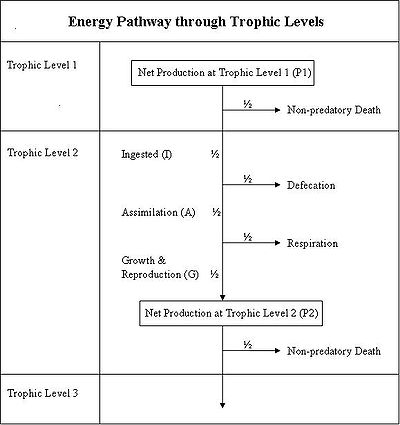 10 Best Images of Energy Levels Worksheet - Energy Flow through
