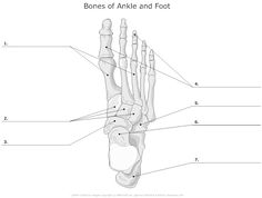 Foot Bone Diagram Unlabeled