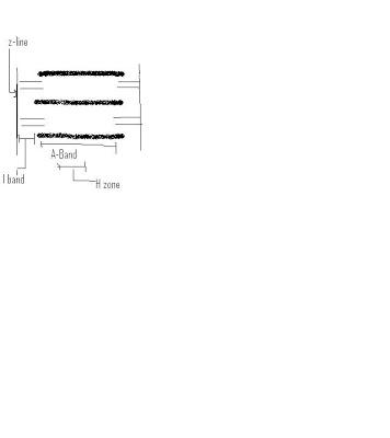19 Best Images of Muscle Contraction Worksheet - Muscle Contraction