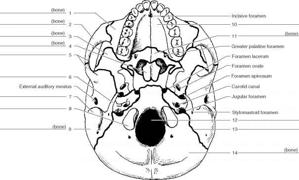 15 Best Images of Human Anatomy Physiology Worksheets - Unlabeled