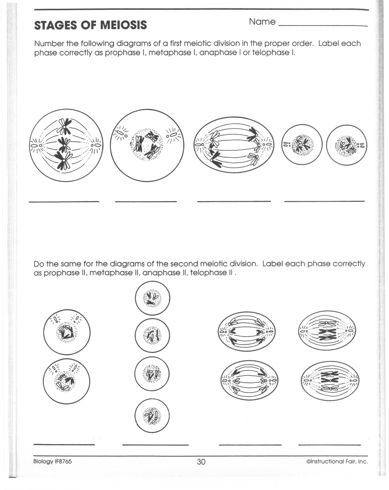 15 Best Images of Meiosis Stages Worksheet Answers