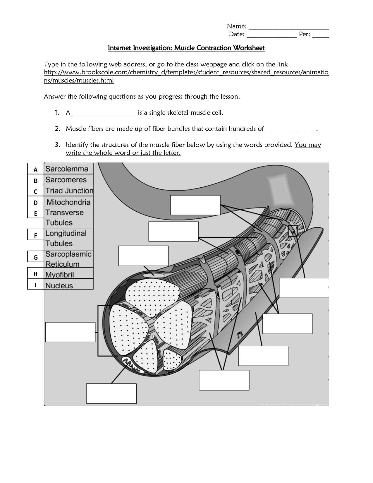 muscle-contraction-worksheet-answers-herbalard