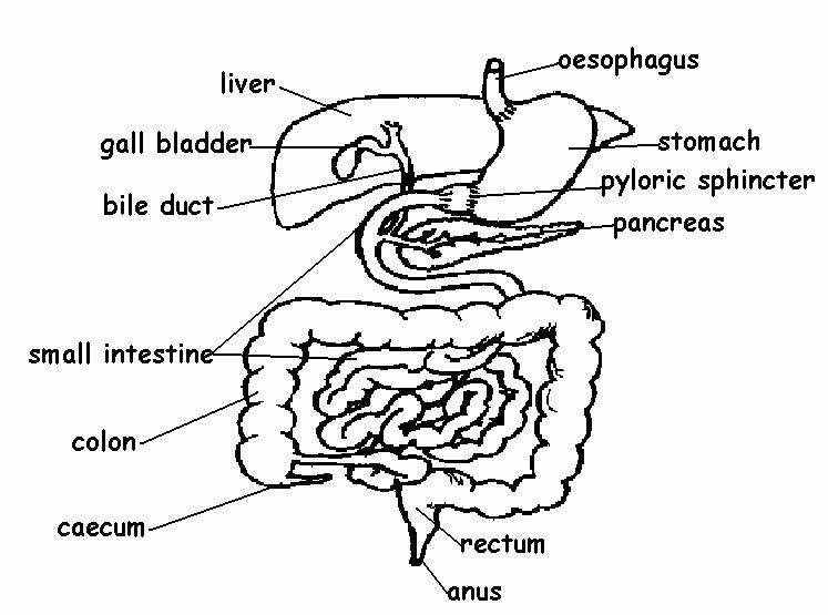 Pig Digestive System Diagram Labeled