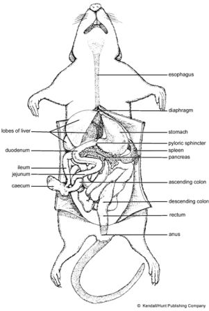 Rat Digestive System Diagram