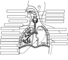 Respiratory System Blank Diagram