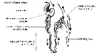 Kidney Nephron Urinary System Diagram