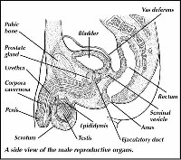Male Reproductive System Diagram Labeled
