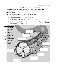 Muscle Contraction Worksheet Answers