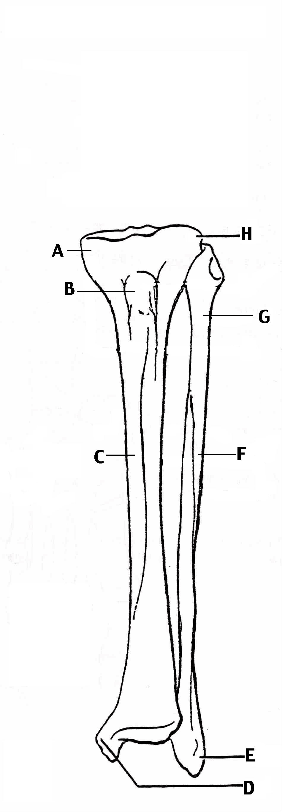 15 Best Images of Human Anatomy Physiology Worksheets - Unlabeled