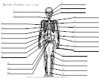 Unlabeled Skeletal System Diagram