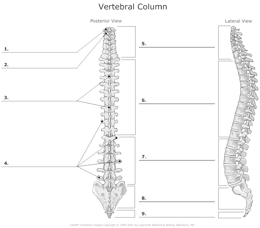 15 Best Images of Human Anatomy Physiology Worksheets - Unlabeled