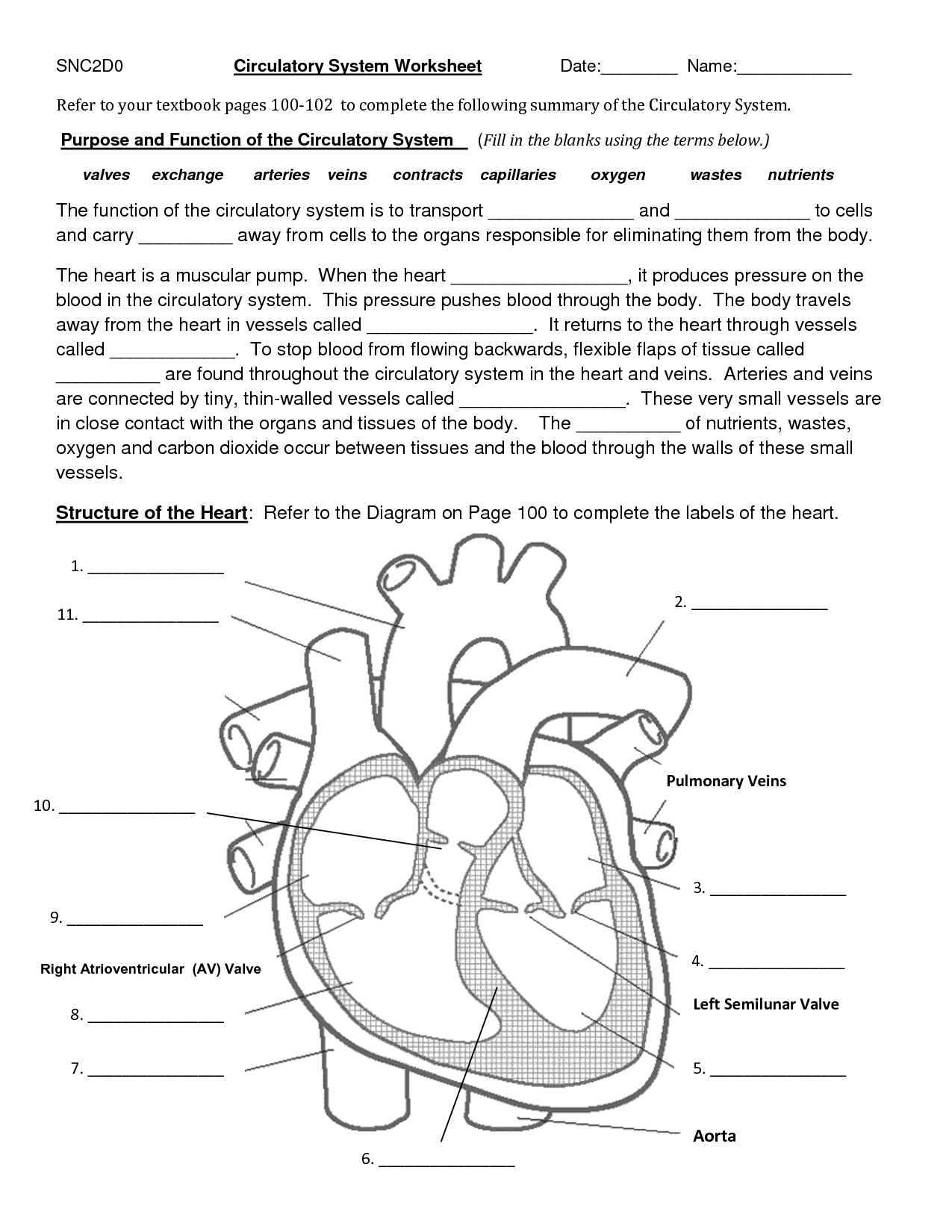 Human Circulatory System Worksheet Answers