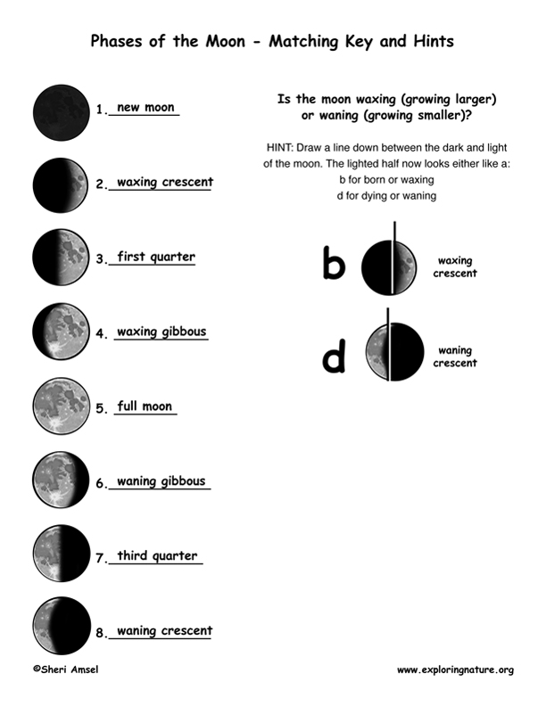 Phases Of The Moon Worksheet