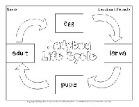 Ladybug Life Cycle Kindergarten
