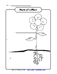 Printable Plant Parts of a Flower Worksheet