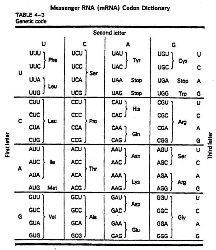 codon-chart-worksheet-free-download-gmbar-co