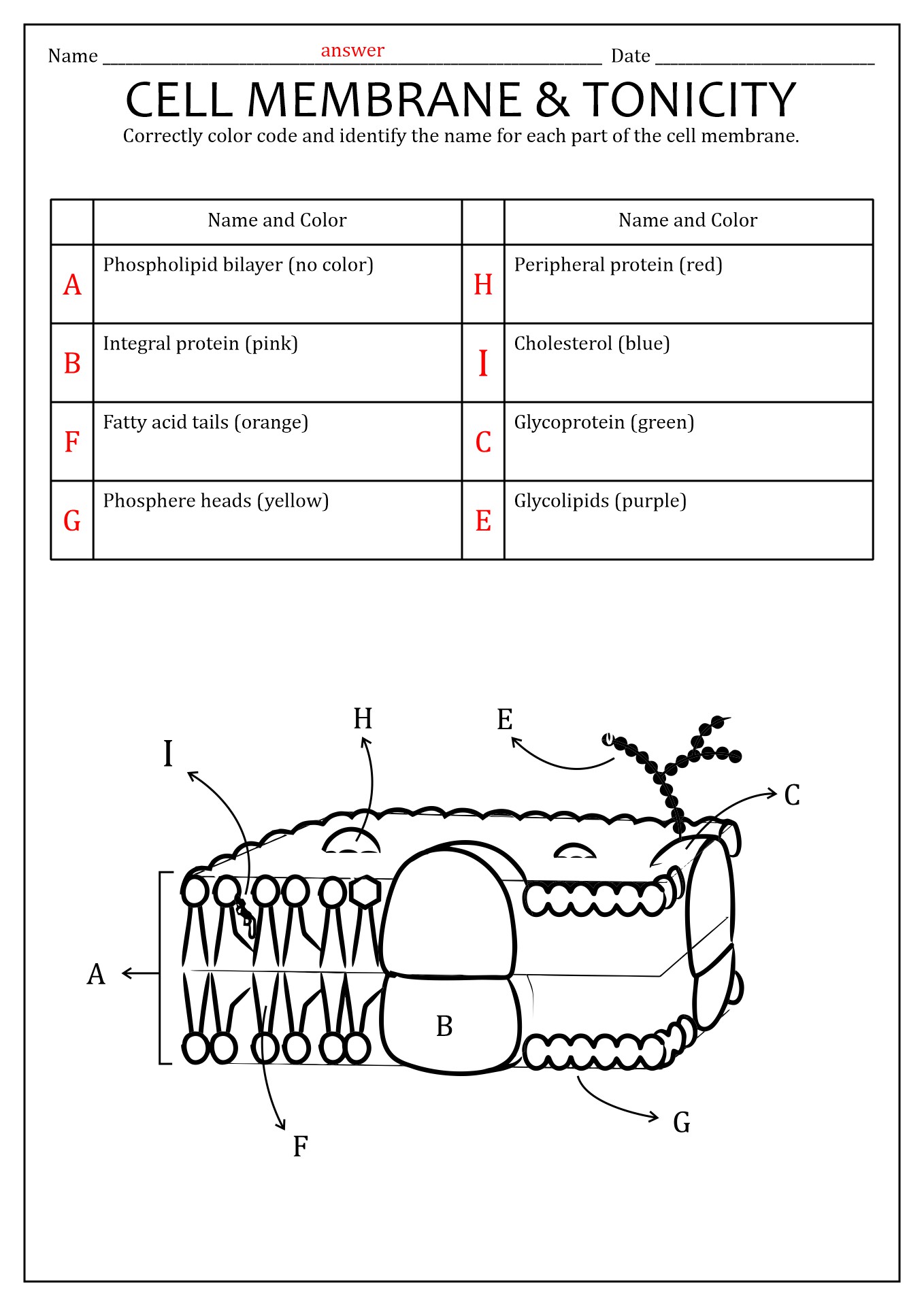 16 Best Images of Cells And Their Organelles Worksheet - Cell