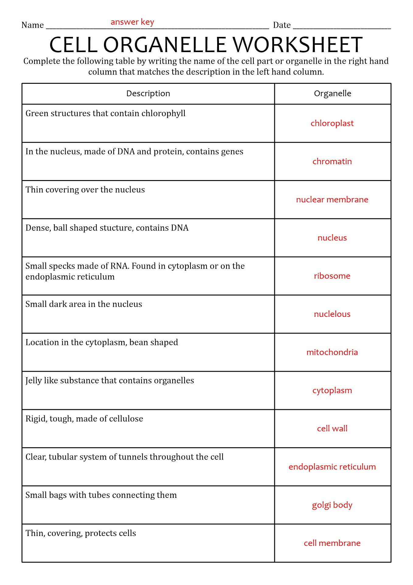 Cells And Organelles Worksheet Answer Key