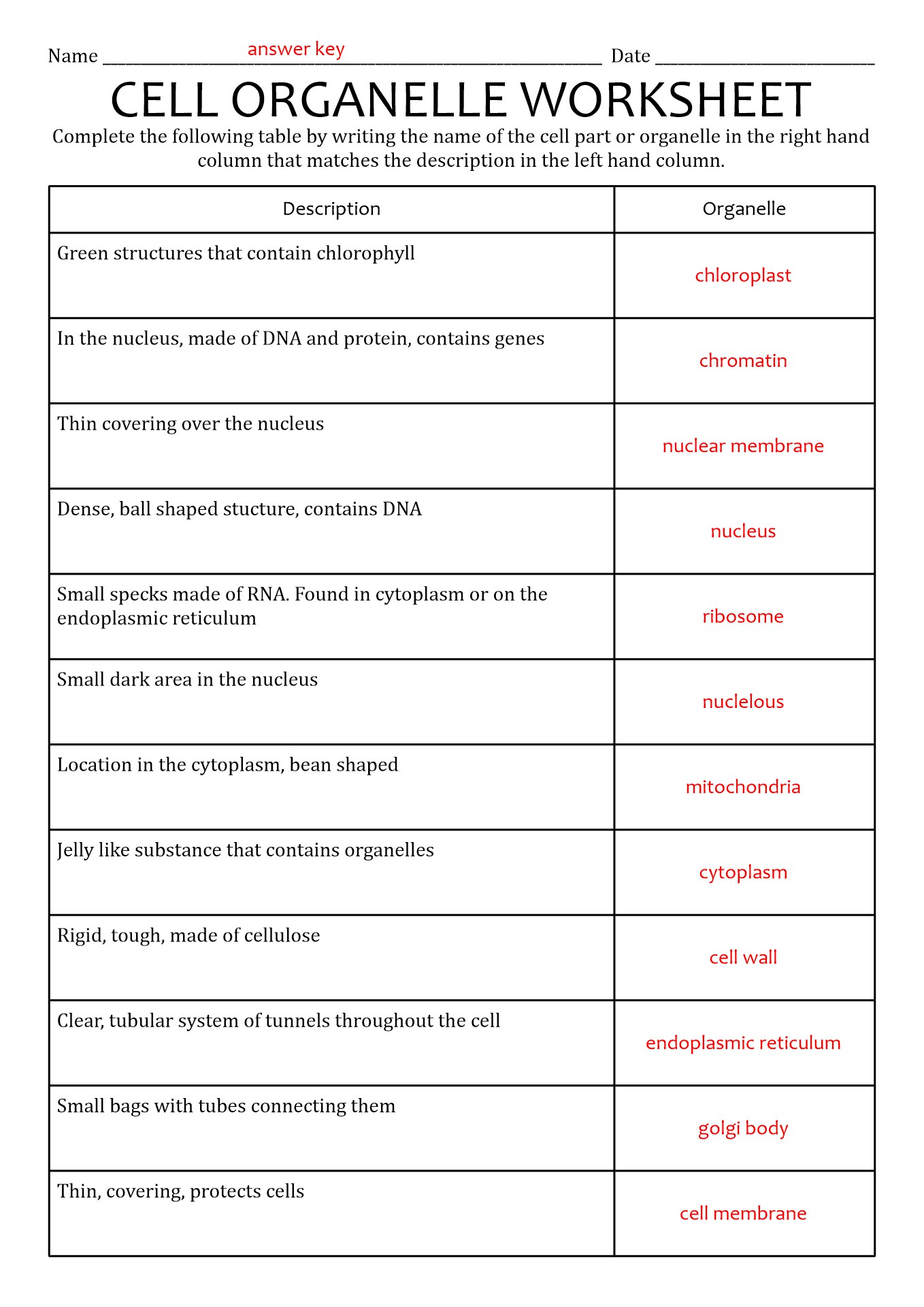 Cells Organelles Worksheet Answer Key