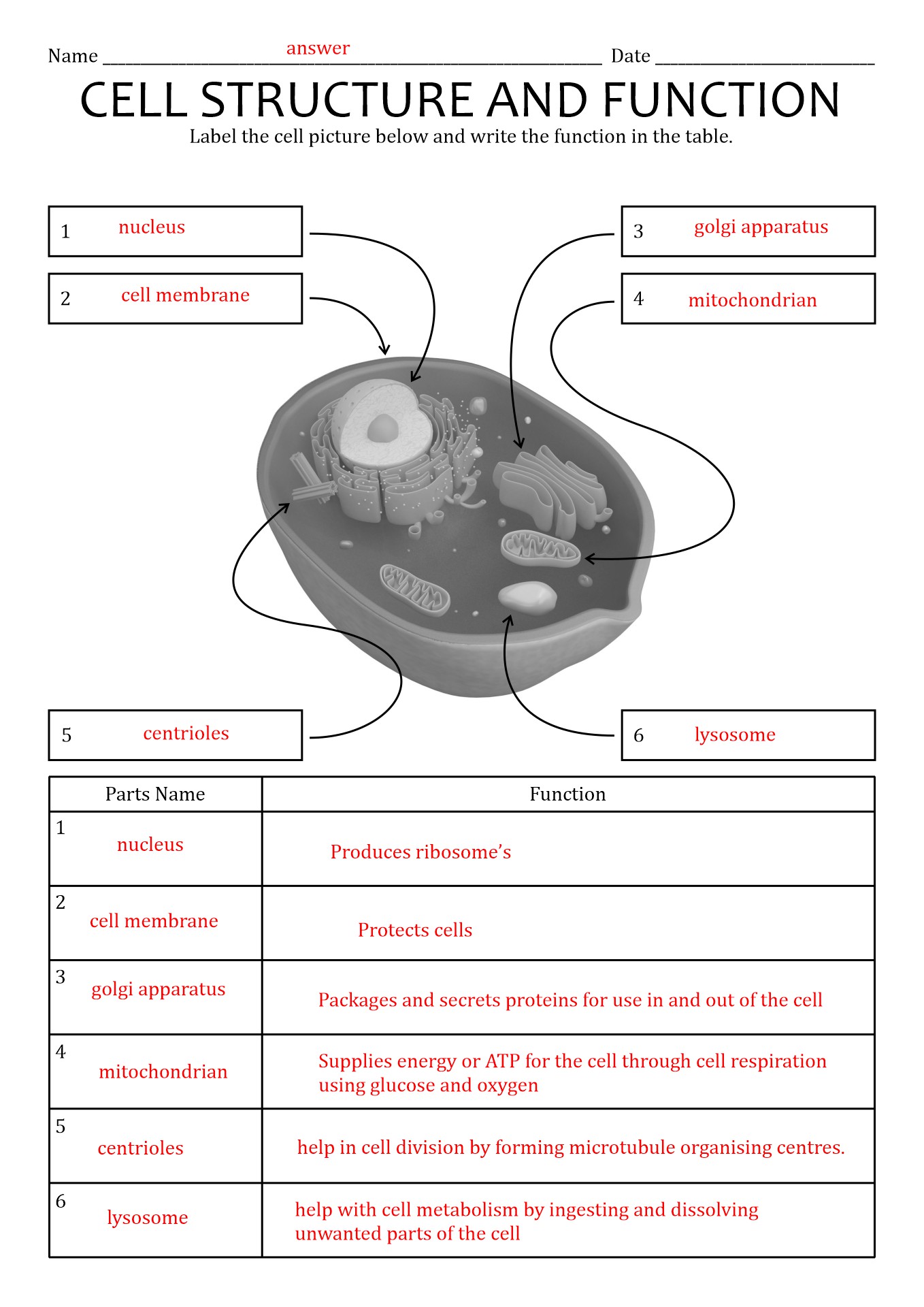 plant-cell-structure-and-function-worksheet