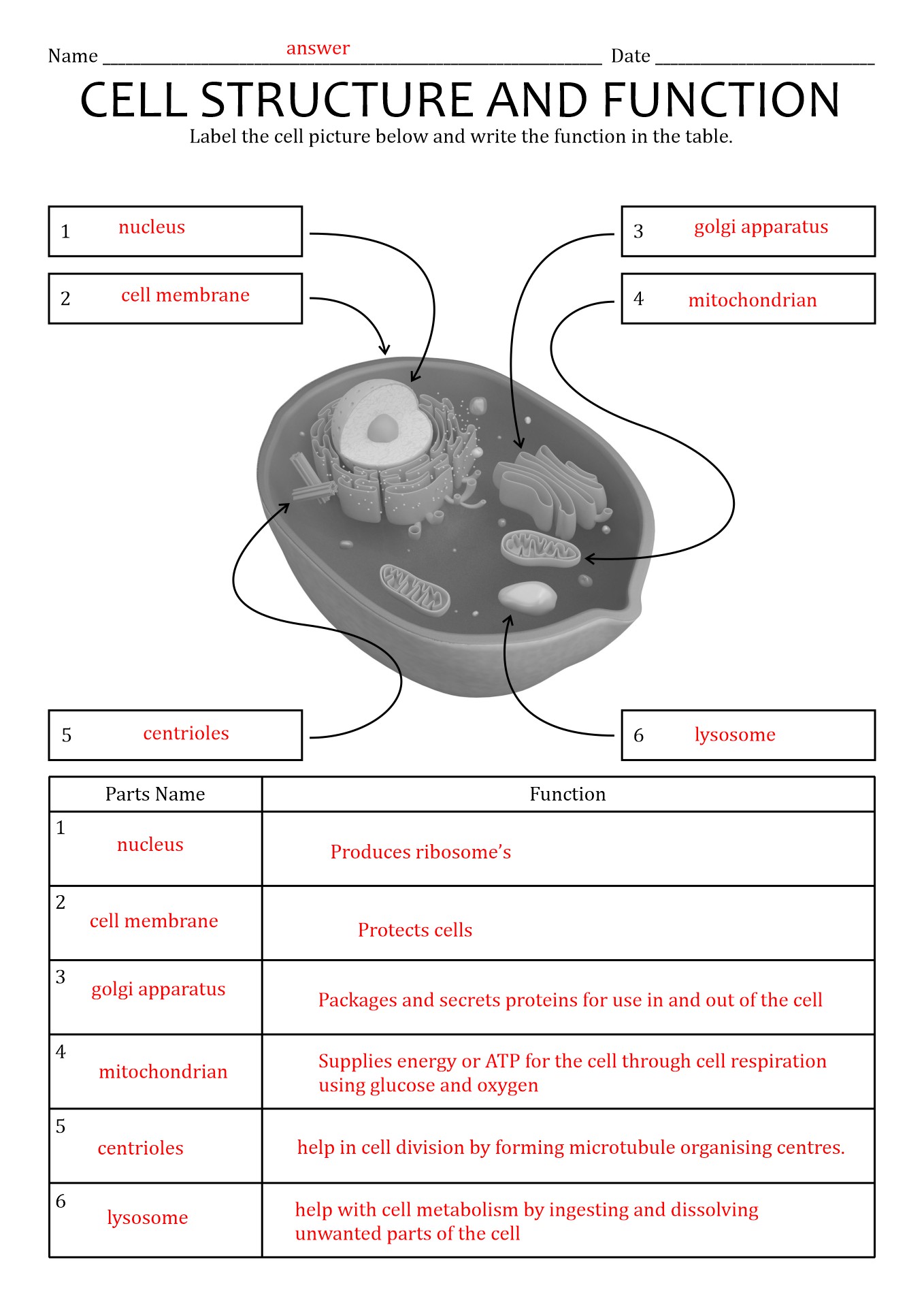 16 Best Images of Cells And Their Organelles Worksheet Cell Organelles Worksheet Answer Key 16 Best Images of Cells And Their Organelles Worksheet Cell Organelles Worksheet Answer Key