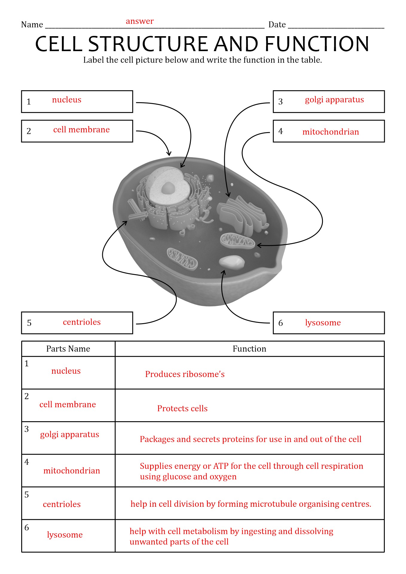 Cell Organelles And Functions Worksheet Answers