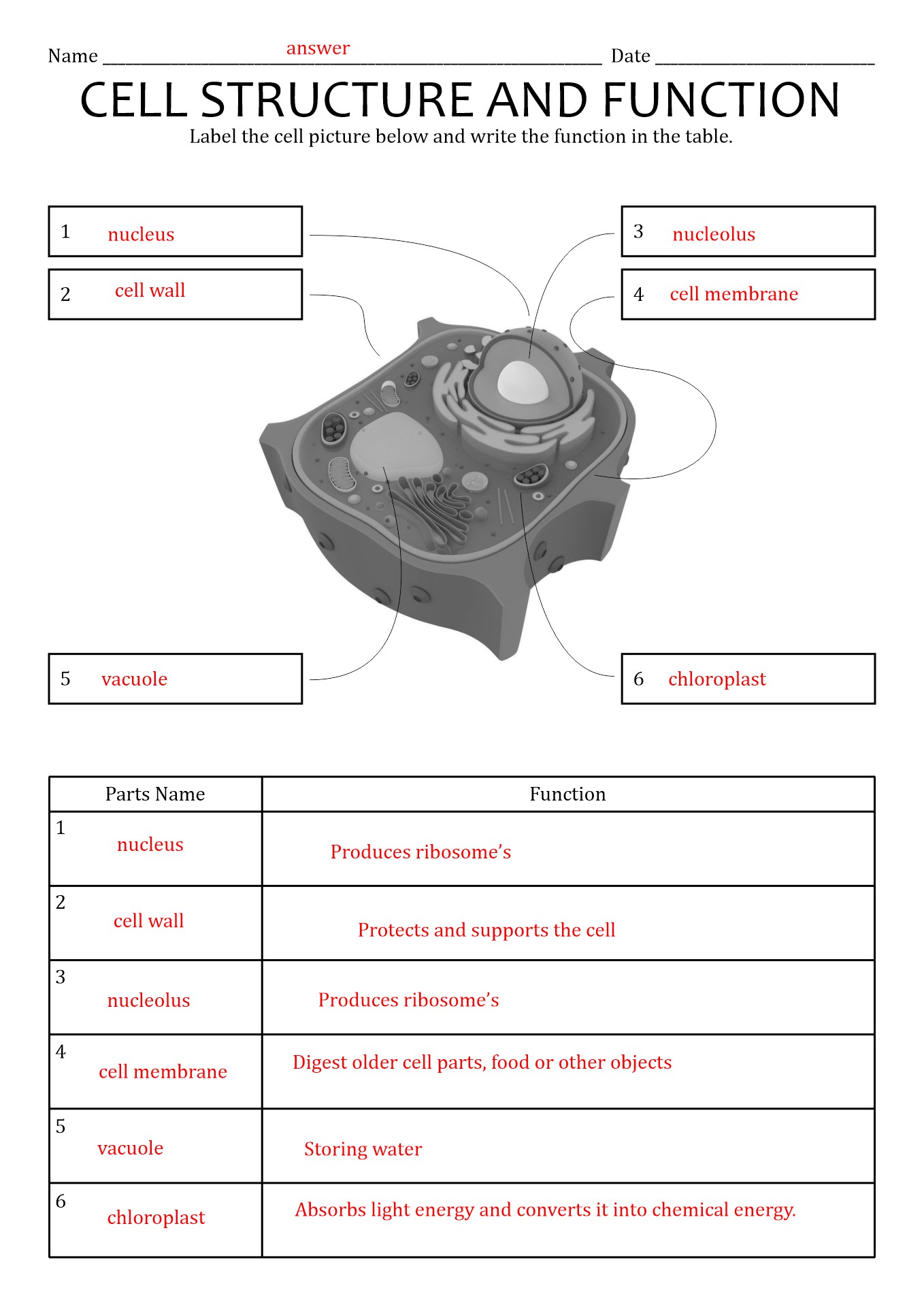 16 Best Images of Cells And Their Organelles Worksheet  Cell Organelles Worksheet Answer Key 