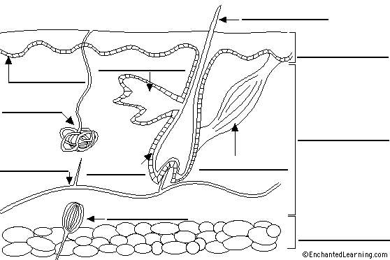 13 Best Images Of Integumentary System Worksheets