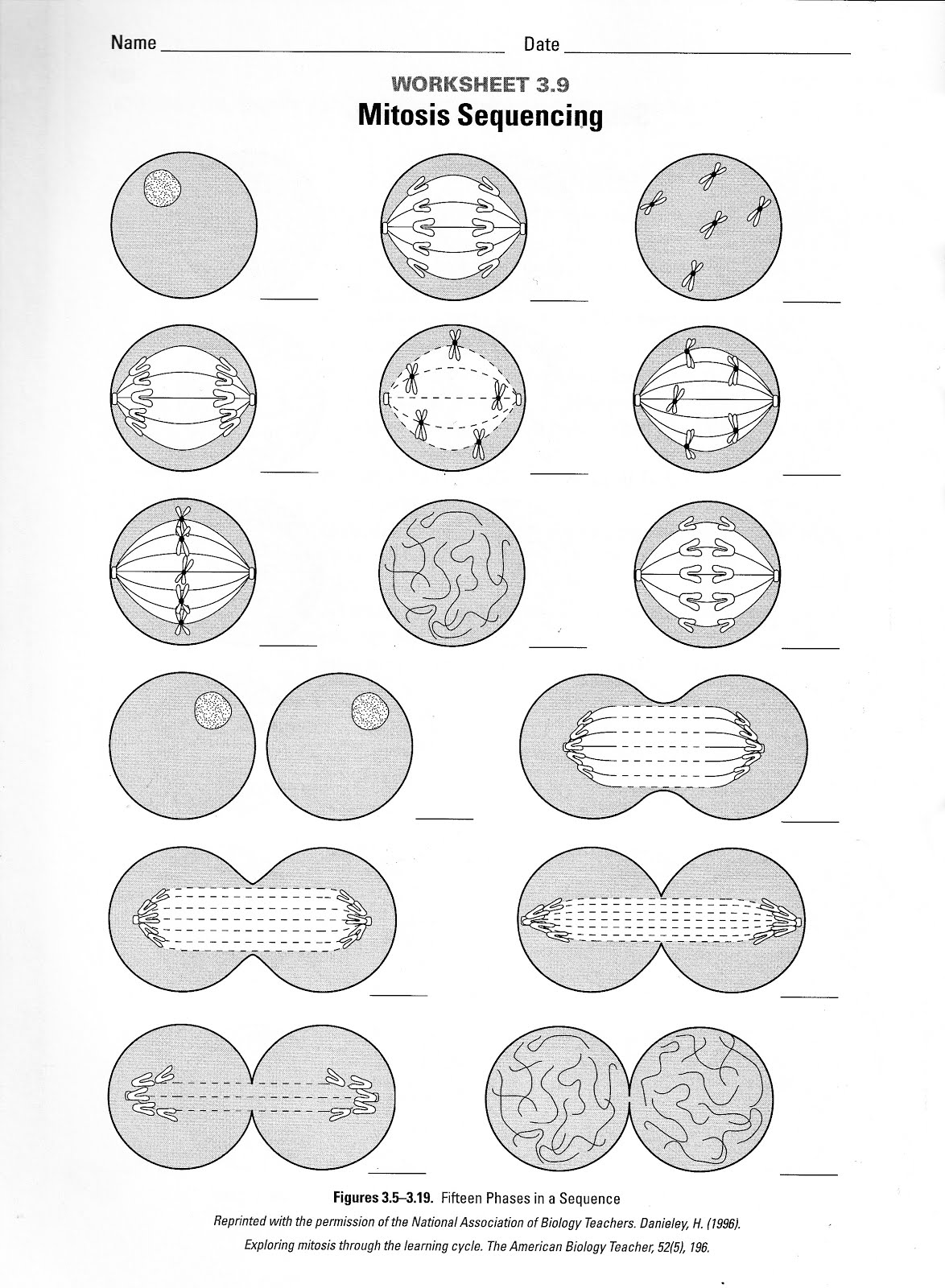 12 Best Images of Chromosome Labeling Worksheet - Chromosome Structure