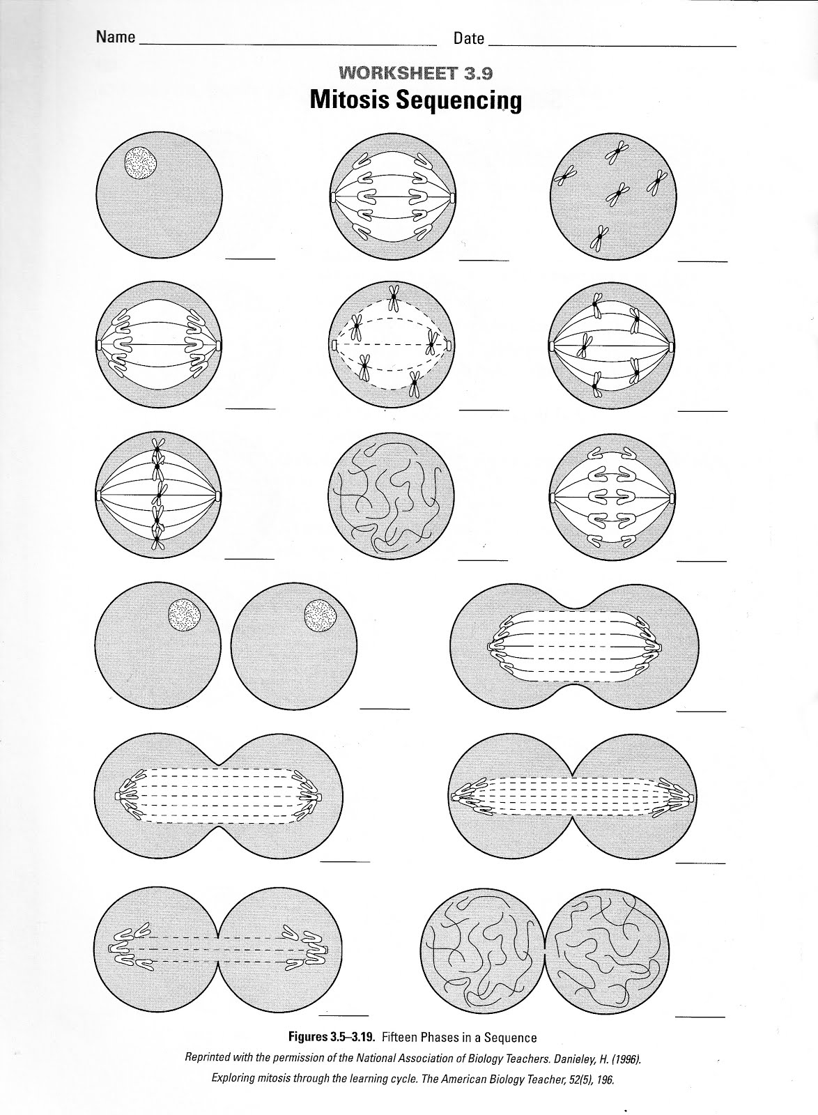 12-best-images-of-chromosome-labeling-worksheet-chromosome-structure