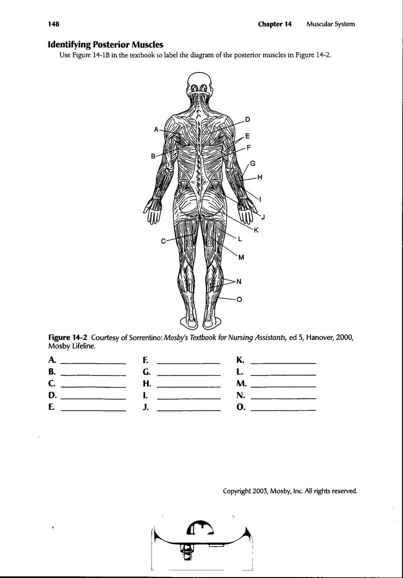 15 Best Images of Elementary Muscles Worksheets Printable ...