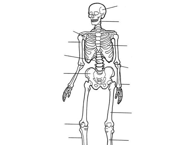 7th Grade Human Skeleton Label Worksheet