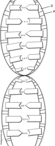 14-best-images-of-dna-transcription-coloring-worksheet-84-dna-coloring-transcription-and