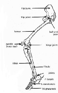 Diagram of Leg Bones and Joints