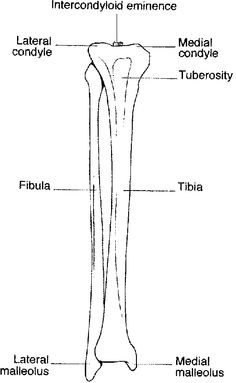 Tibia and Fibula Bones Anatomy