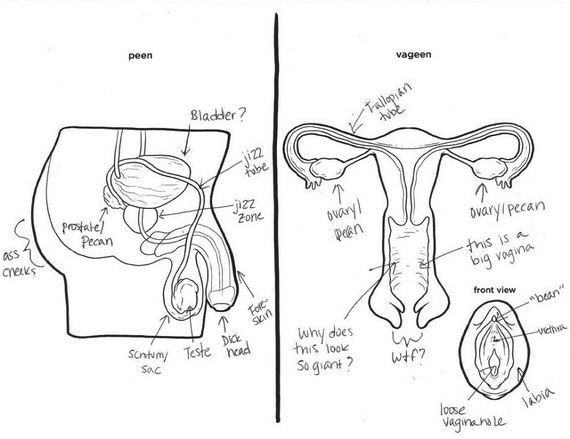 14 Best Images Of Reproductive System Worksheet Answers