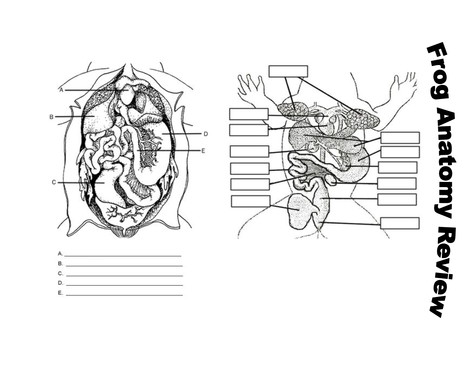 13 Best Images of Frog Anatomy Labeling Worksheet - Frog Dissection
