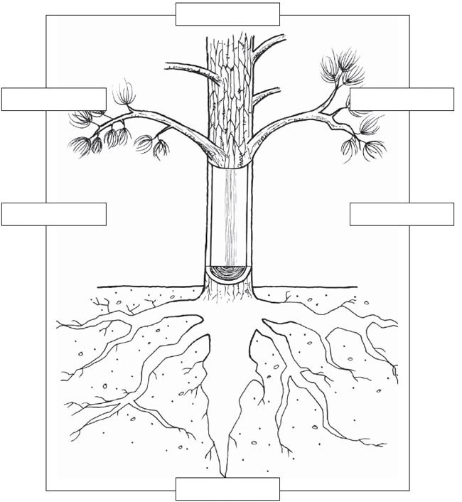 Parts Of A Tree Worksheet