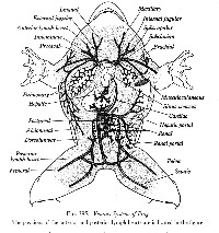 Frog Dissection Diagram Labeled