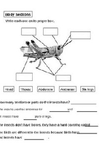 Insect Body Parts Worksheet