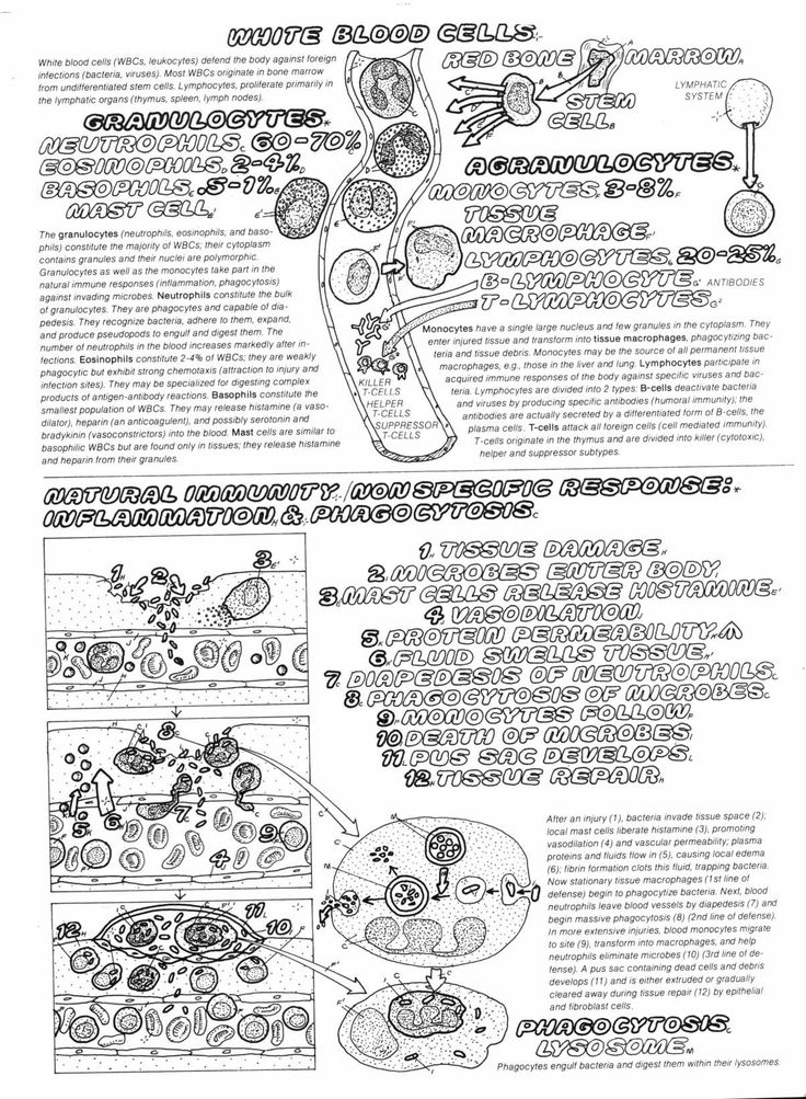 17 Best Images of White Blood Cells Worksheet - Human White Blood Cell