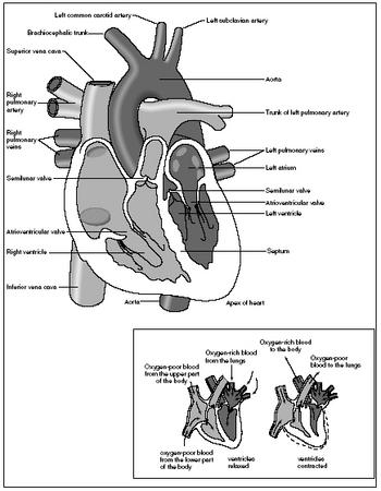 10 Best Images of Heart Blood Flow Worksheet - Fetal ...