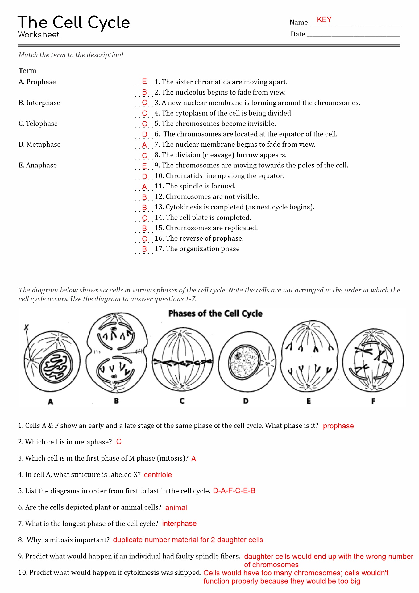 The Cell Cycle Worksheet Answer Key