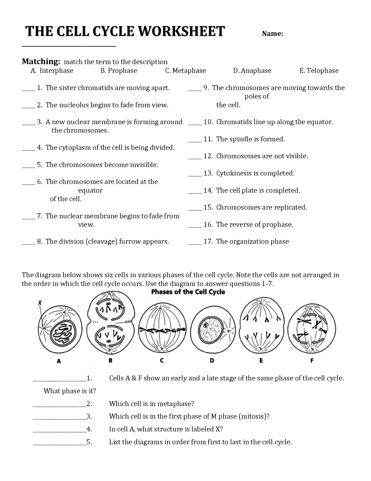 18 Best Images of Cell Cycle Review Worksheet Answers Cell Cycle Worksheet Answers, Cell Cycle 18 Best Images of Cell Cycle Review Worksheet Answers Cell Cycle Worksheet Answers, Cell Cycle